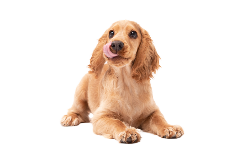 Puppy Supplements & Health Care Products