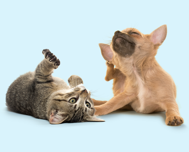 Allergy Relief Products For Dogs & Cats