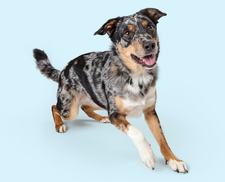 Hip and Joint Supplements for Dogs