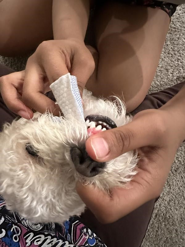 Close-up of a person holding a small white dog while scrubbing its teeth with a Dentabliss finger mitt wipe.
