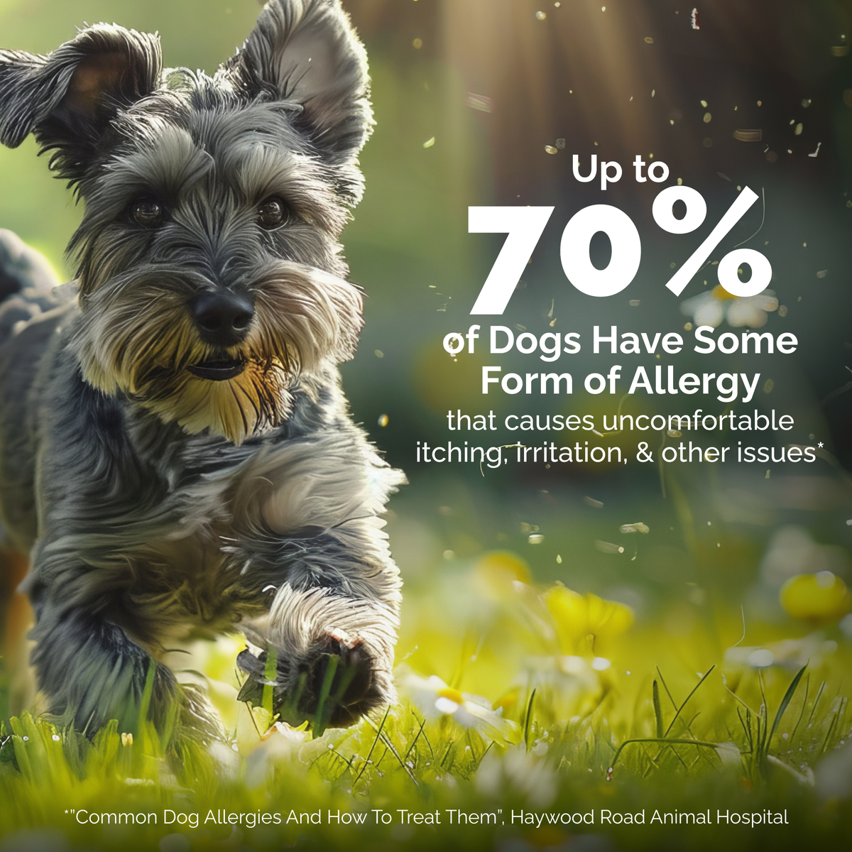 DermaBliss™ Anti-Itch & Allergy Relief Shampoo