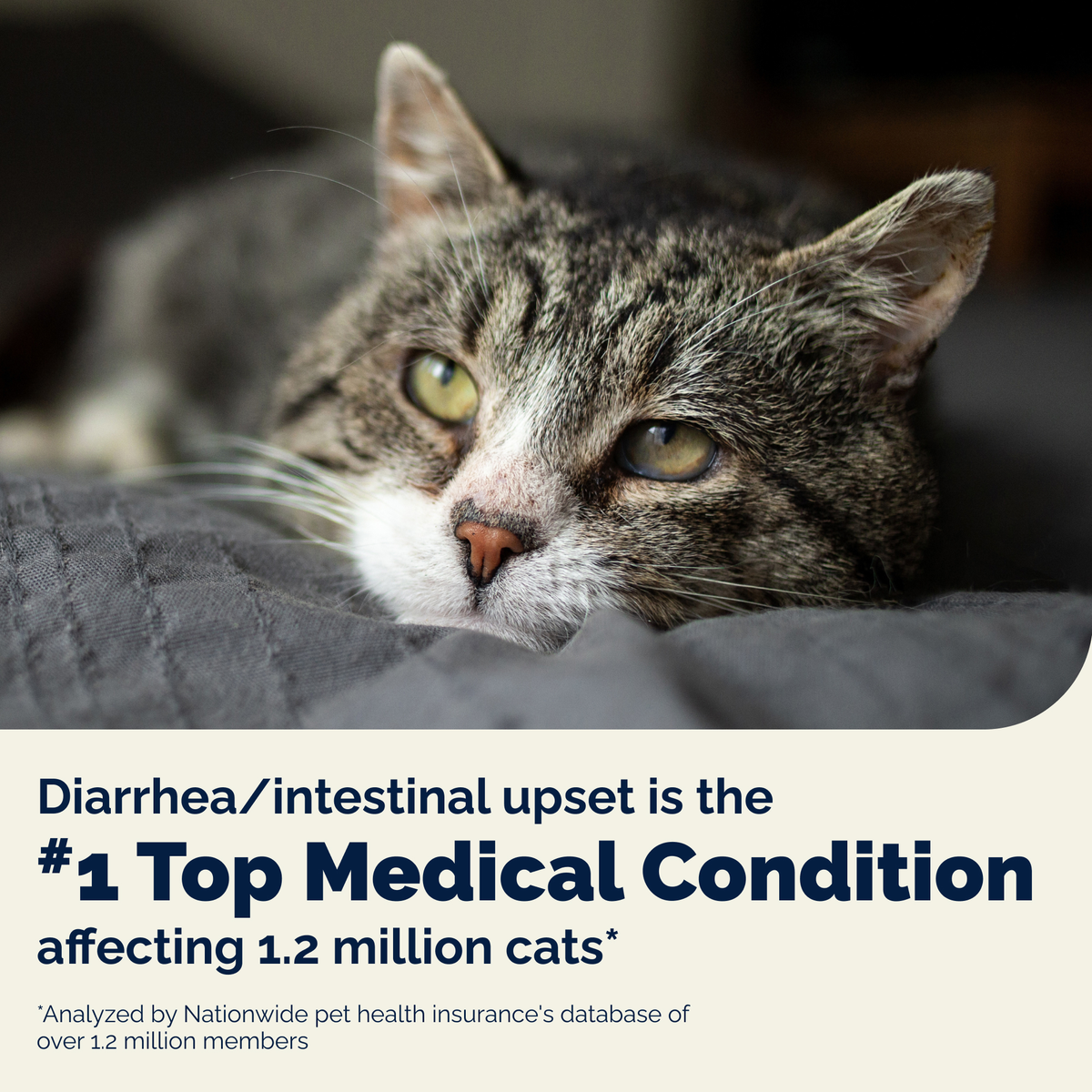 Glandex Daily Prebiotic & Probiotic Powder for Cats