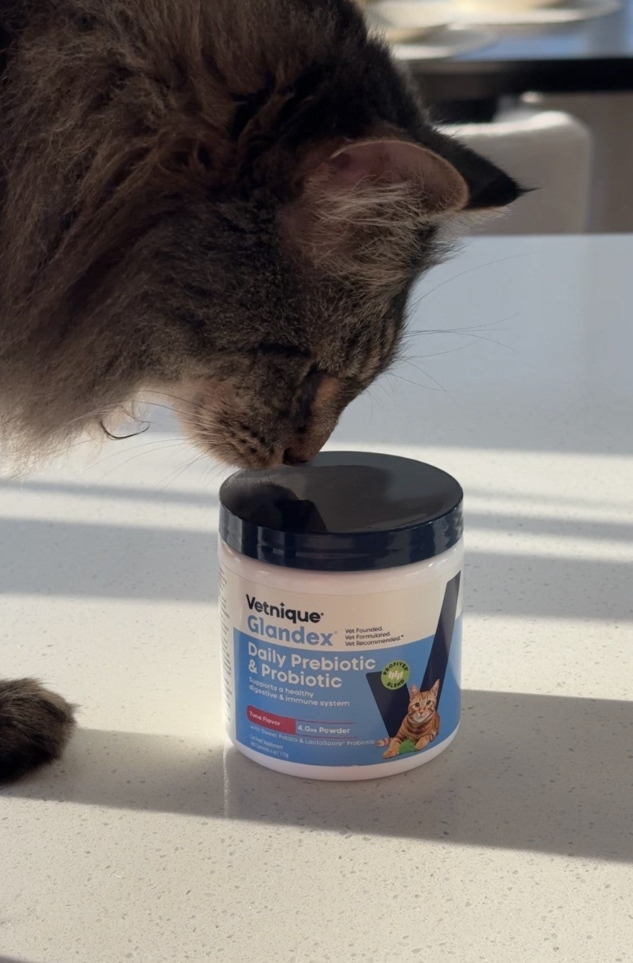 Cat sniffing a Vetnique Glandex container on a table