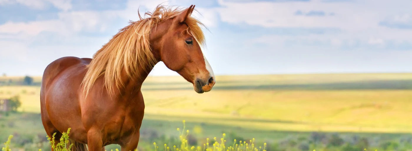 Joint Supplements for Horses