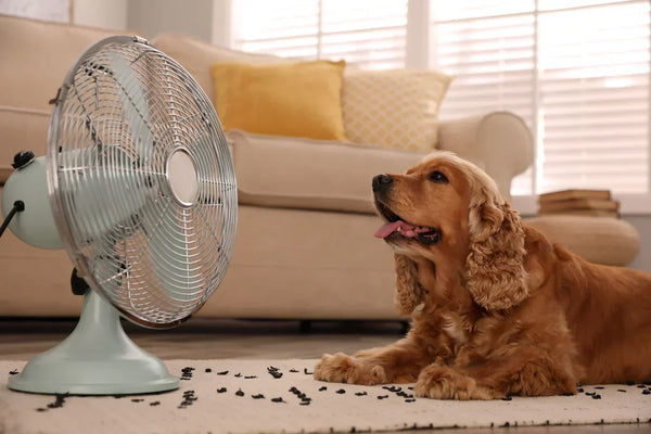 10 Tips to Keep Your Dog Cool in Hot Weather