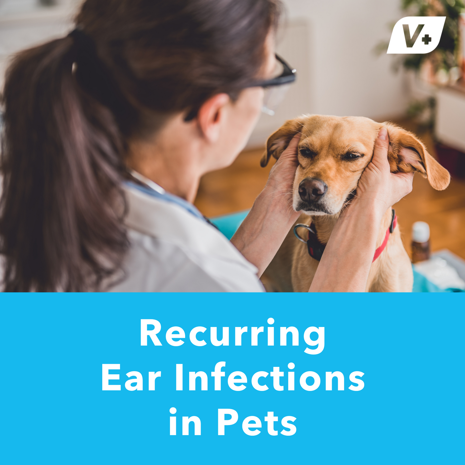 Recurring Ear Infections in Pets
