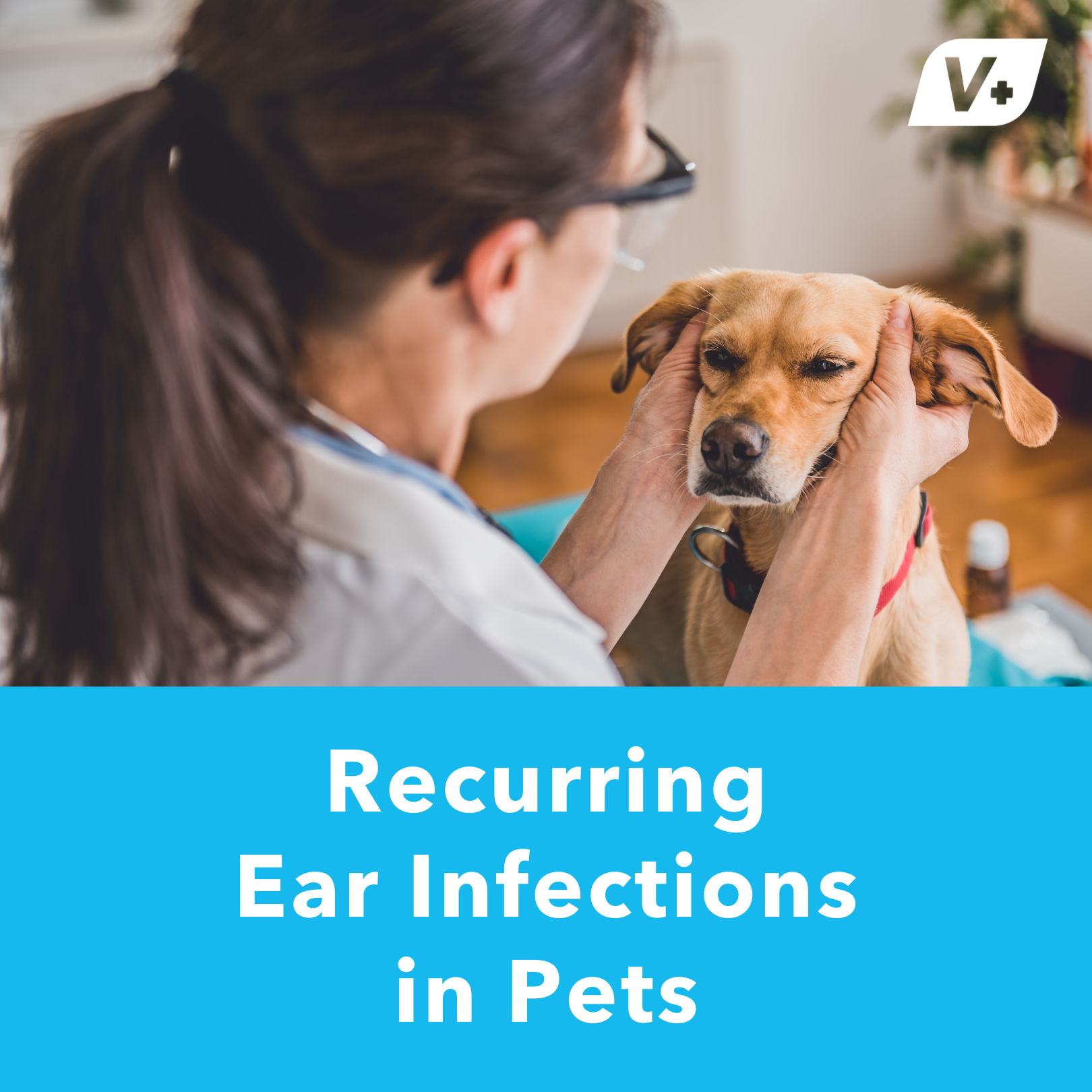 Recurring Ear Infections in Pets