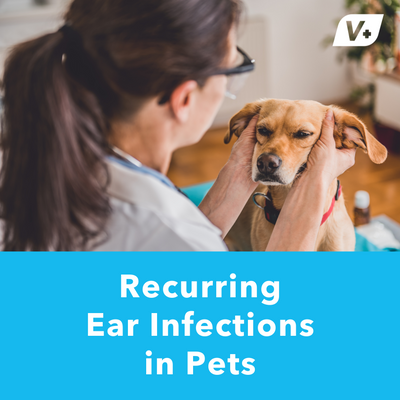 Recurring Ear Infections in Pets