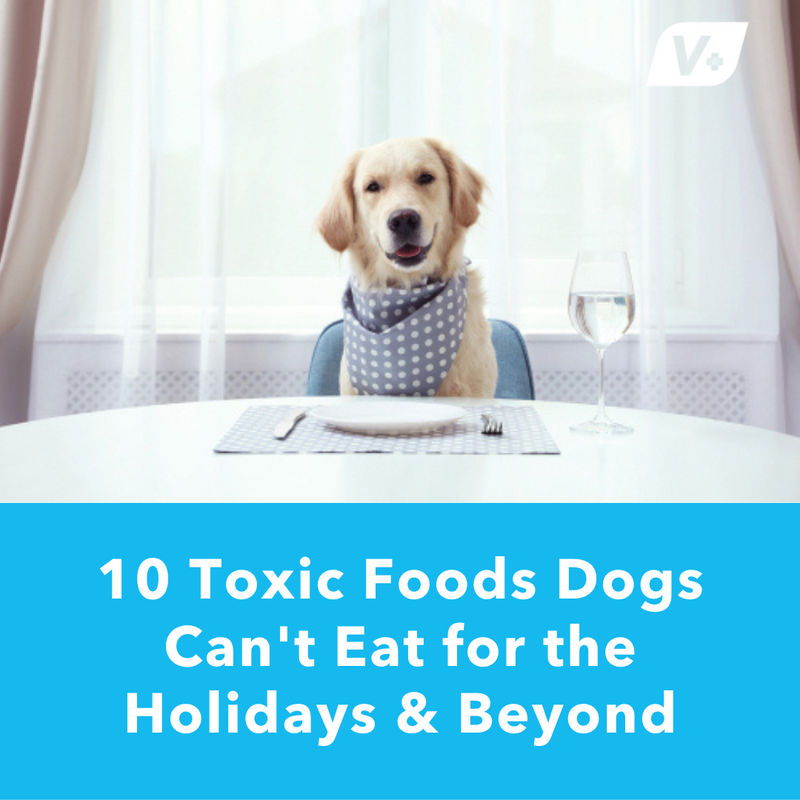 Dog sitting at a dinner table waiting to eat with title text reading "10 Toxic Foods Can't Eat"