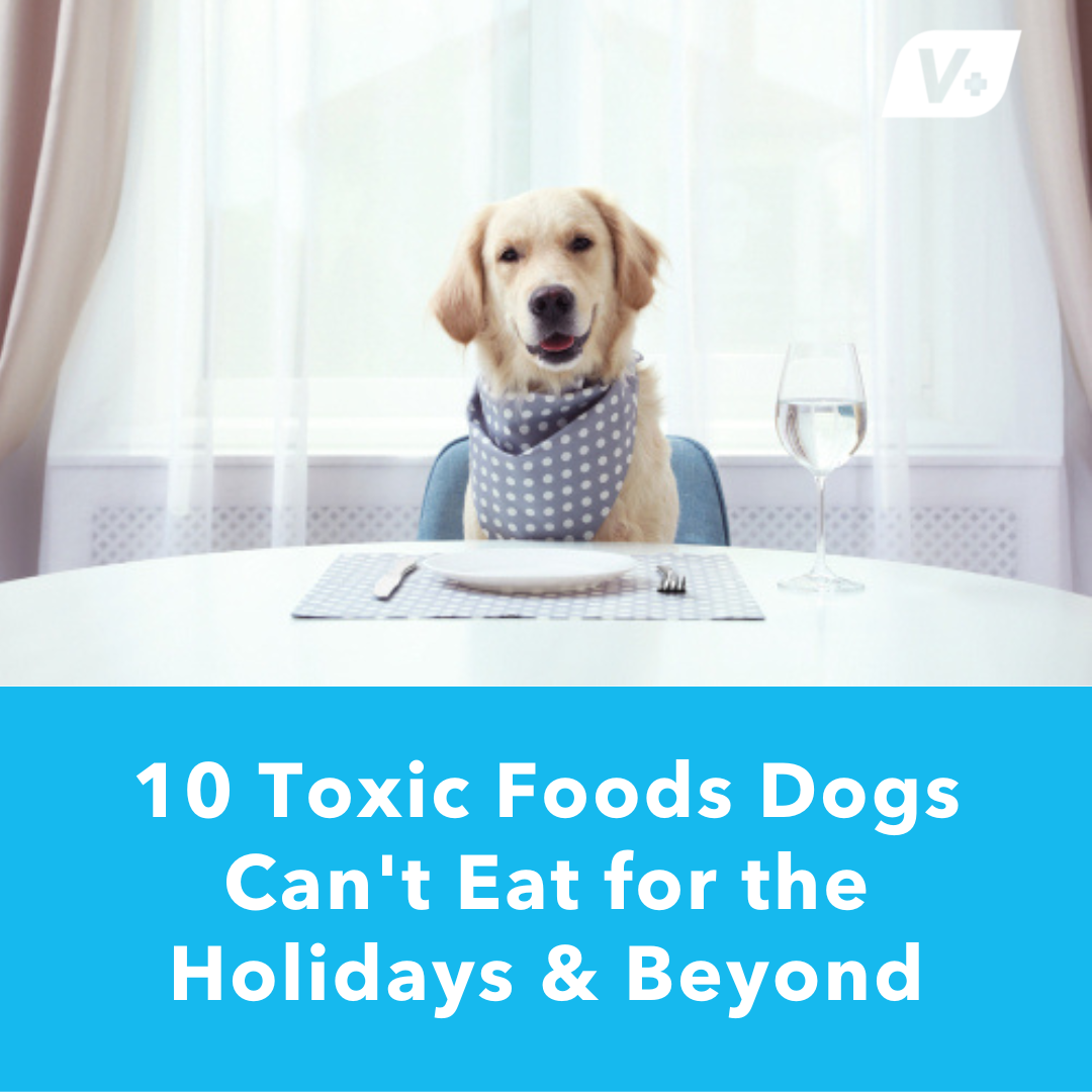 Dog sitting at a dinner table waiting to eat with title text reading "10 Toxic Foods Can't Eat"