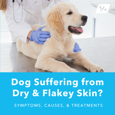 Dog Suffering from Dry & Flakey Skin?