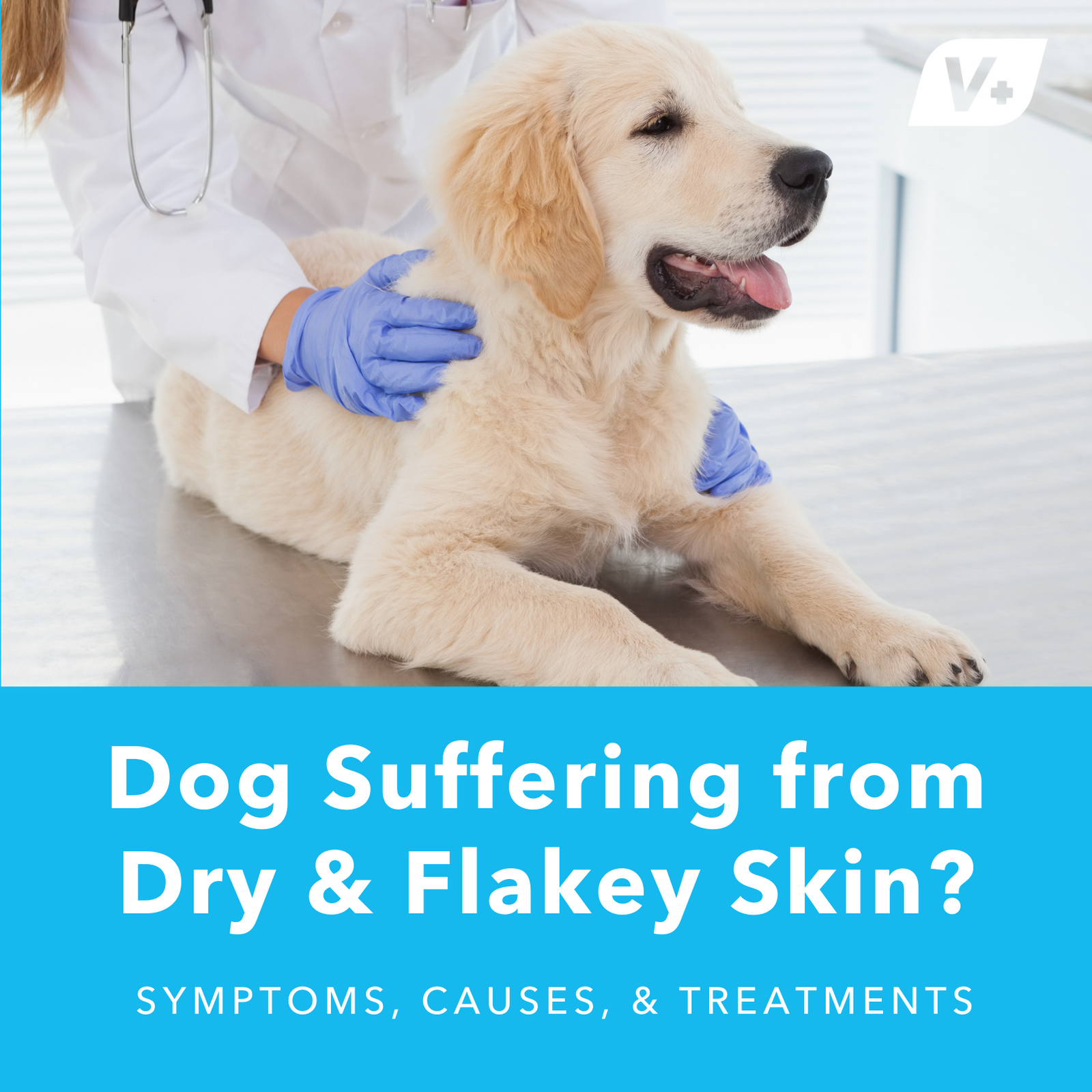 Dog Suffering from Dry & Flaky Skin?