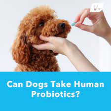 Can Dogs Take Human Probiotics?