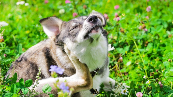 Spring Seasonal Allergy Treatments for Dogs