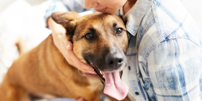 What Pet Parents Should Know About Fall Allergies in Dogs