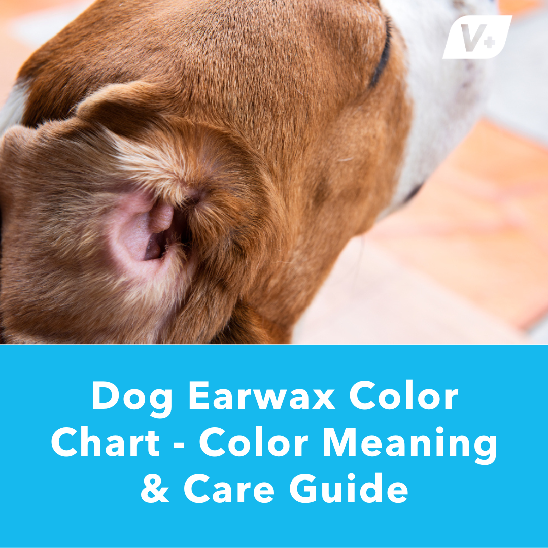 Closeup of dog's ear flap and ear canal with text about "ear wax color chart"
