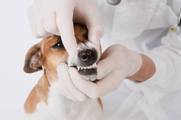A Complete Guide to Preventing Periodontal Disease in Dogs