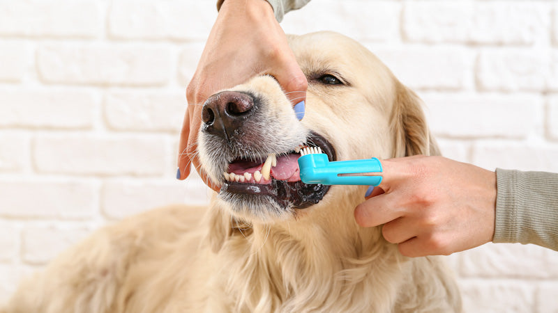 How Often Should You Brush Your Dog's Teeth?