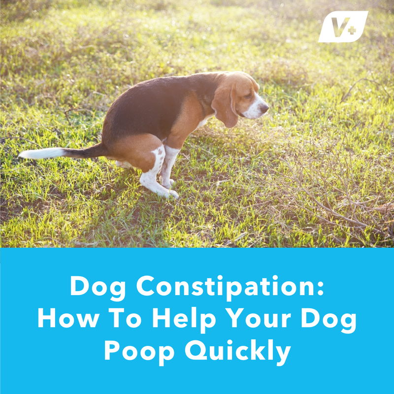 Dog Constipation: How to Help Your Dog Poop Quickly