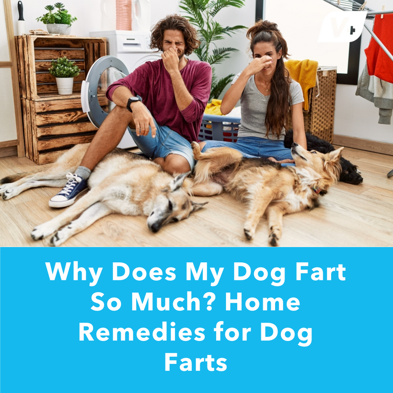 Dogs farting while pet owners pinch their noses