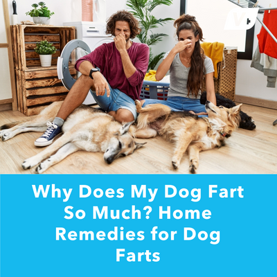 Why Does My Dog Fart So Much &amp; Home Remedies for Dog Farts | Vetnique