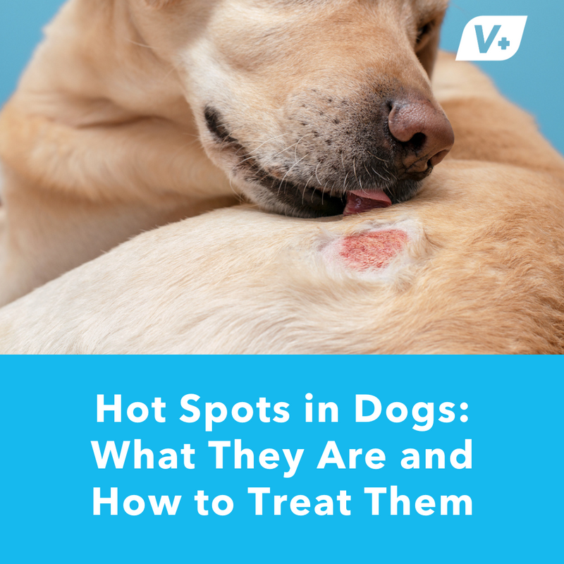 Dog licking hot spot on back from itching