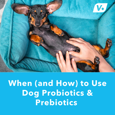 When and How to Use Dog Probiotics & Prebiotics | Vetnique