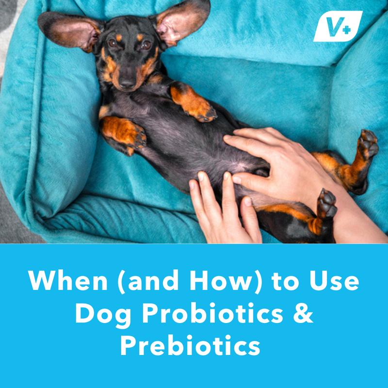 When (and How) to Use Dog Probiotics & Prebiotics