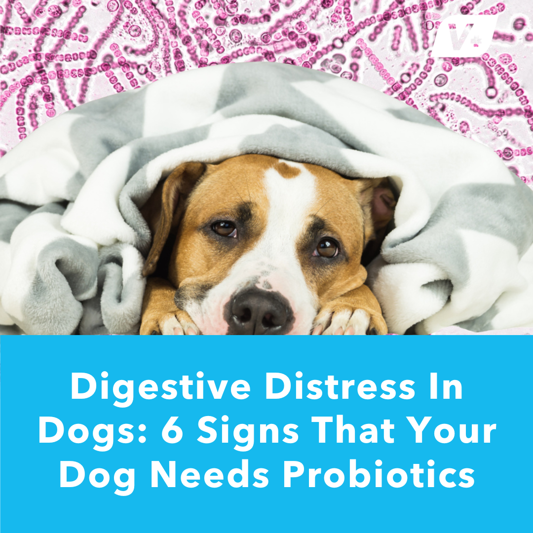 Sick dog with text reading "6 signs your dog needs probiotics"