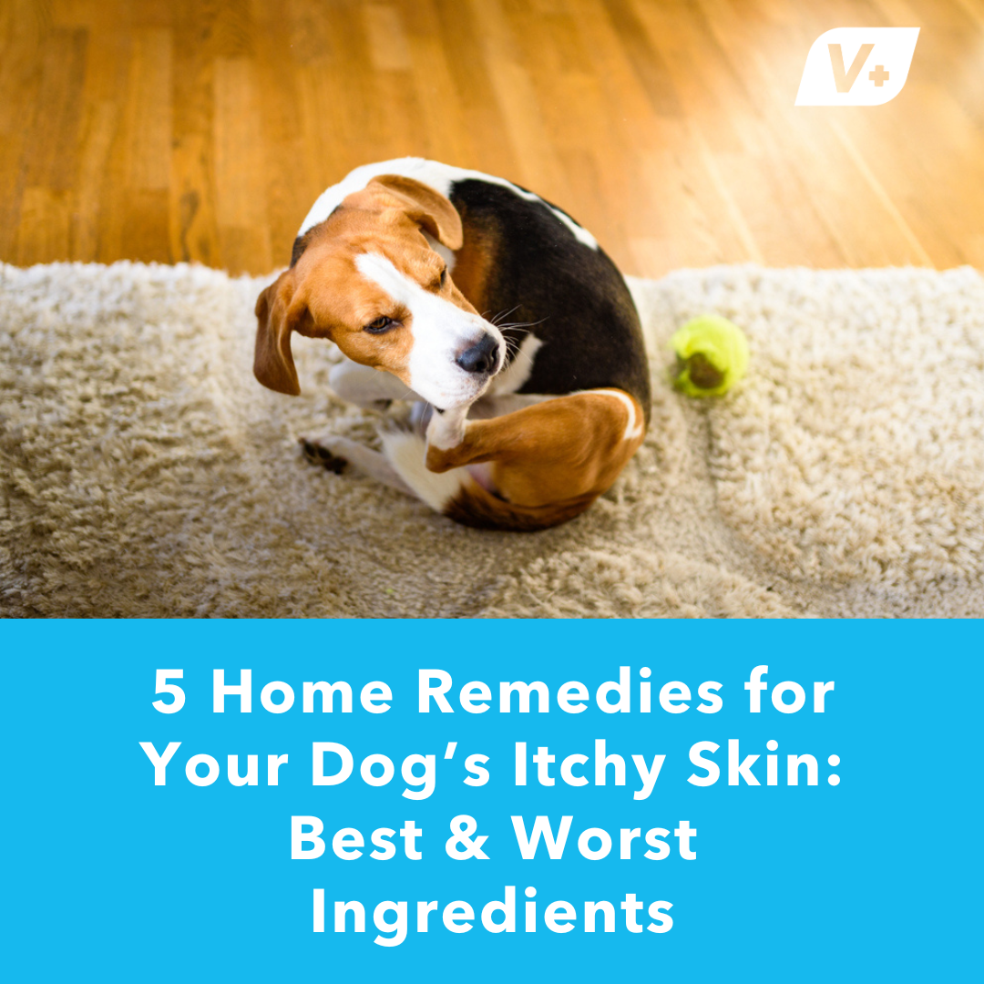 Beagle dog with itchy skin and text reading "5 Remedies for Your Dog's Itchy Skin"