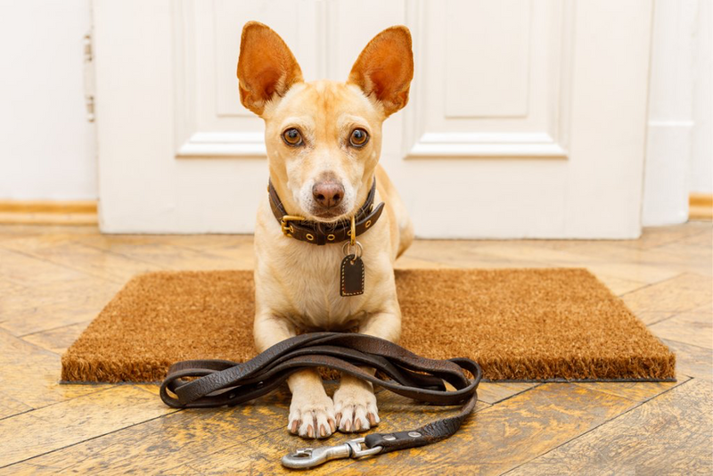 5 Reasons Your Dog Refuses to Walk and How to Help