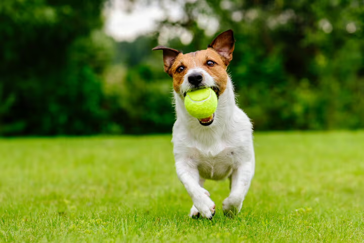 Is My Dog Allergic to Grass? Symptoms, Diagnosis, and Treatment