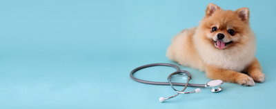 How Often Should Anal Glands be Expressed?