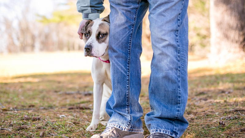 Anxious dog hides behind owner