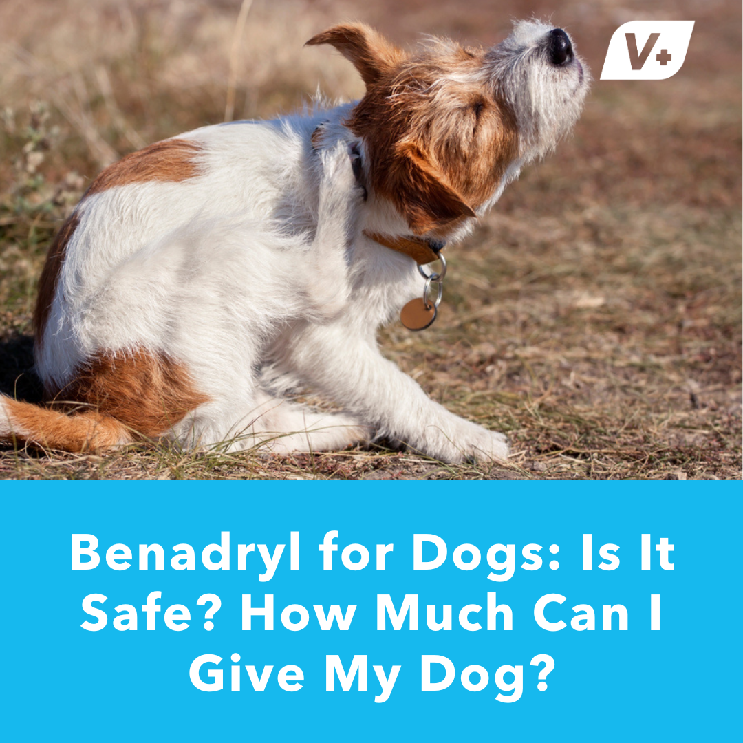Image of an itchy dog scratching behind the ear who needs liquid Benadryl for dogs