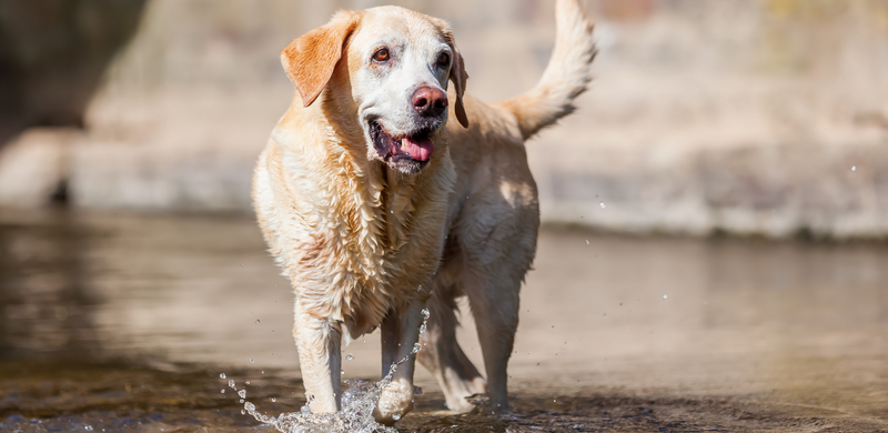 Signs of Hearing Loss in Senior Dogs and How to Help