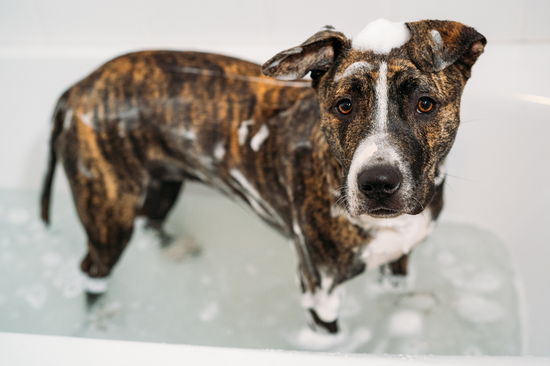 How and When to Use Medicated Shampoos for Your Dog