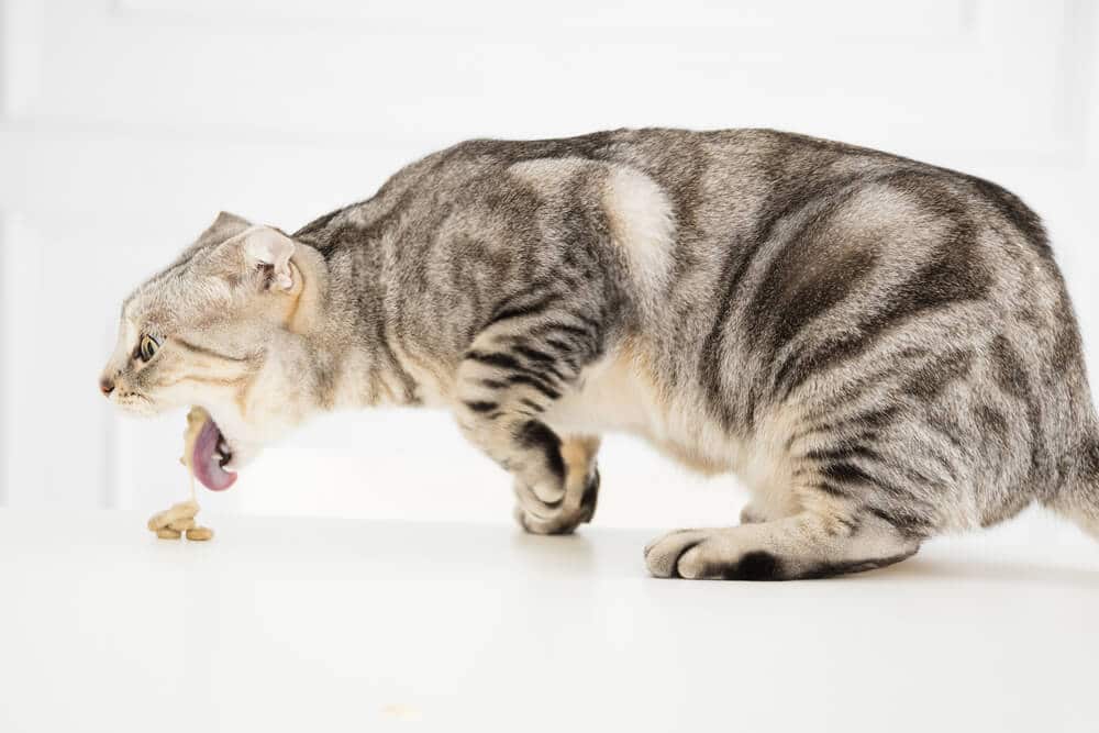 Why Does My Cat Keep Throwing Up?