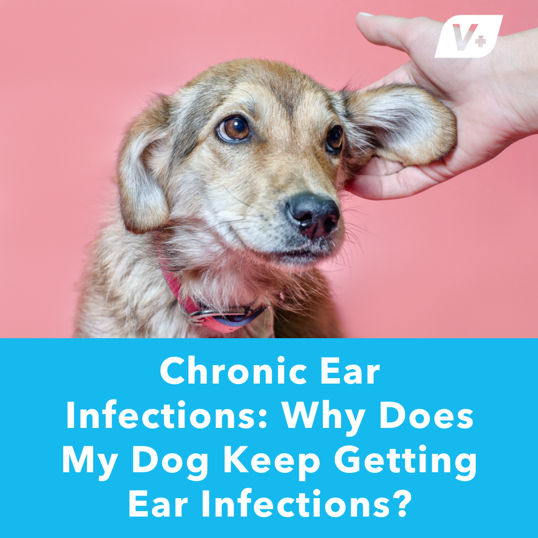 Owner inspecting dog's ear for ear infection with text "Chronic Ear Infections"