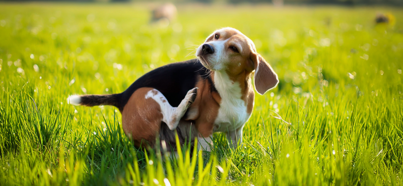 How to Prepare for Fall Allergies in Dogs & Cats