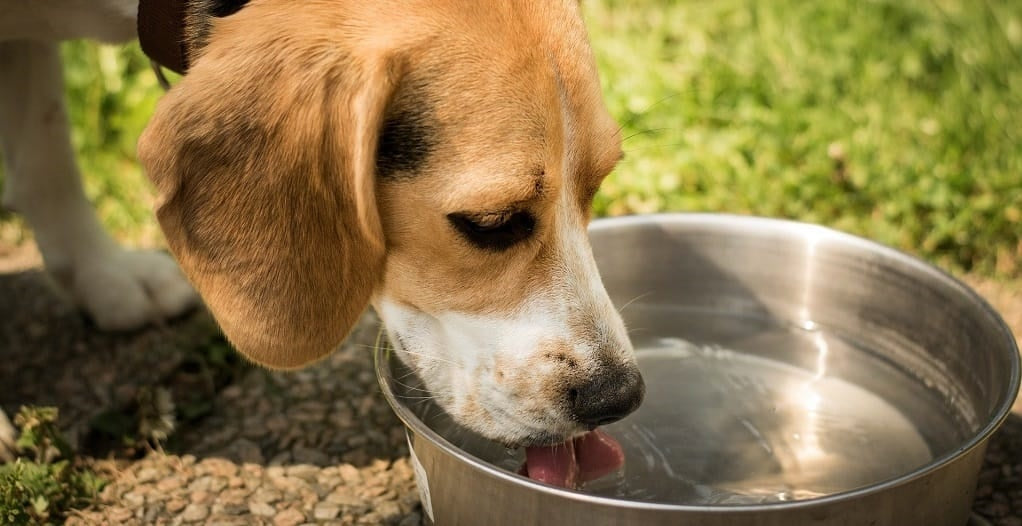 Dehydration in Dogs