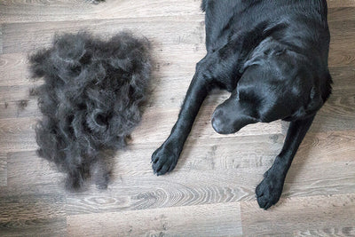 Top 10 Tips to Reduce Shedding