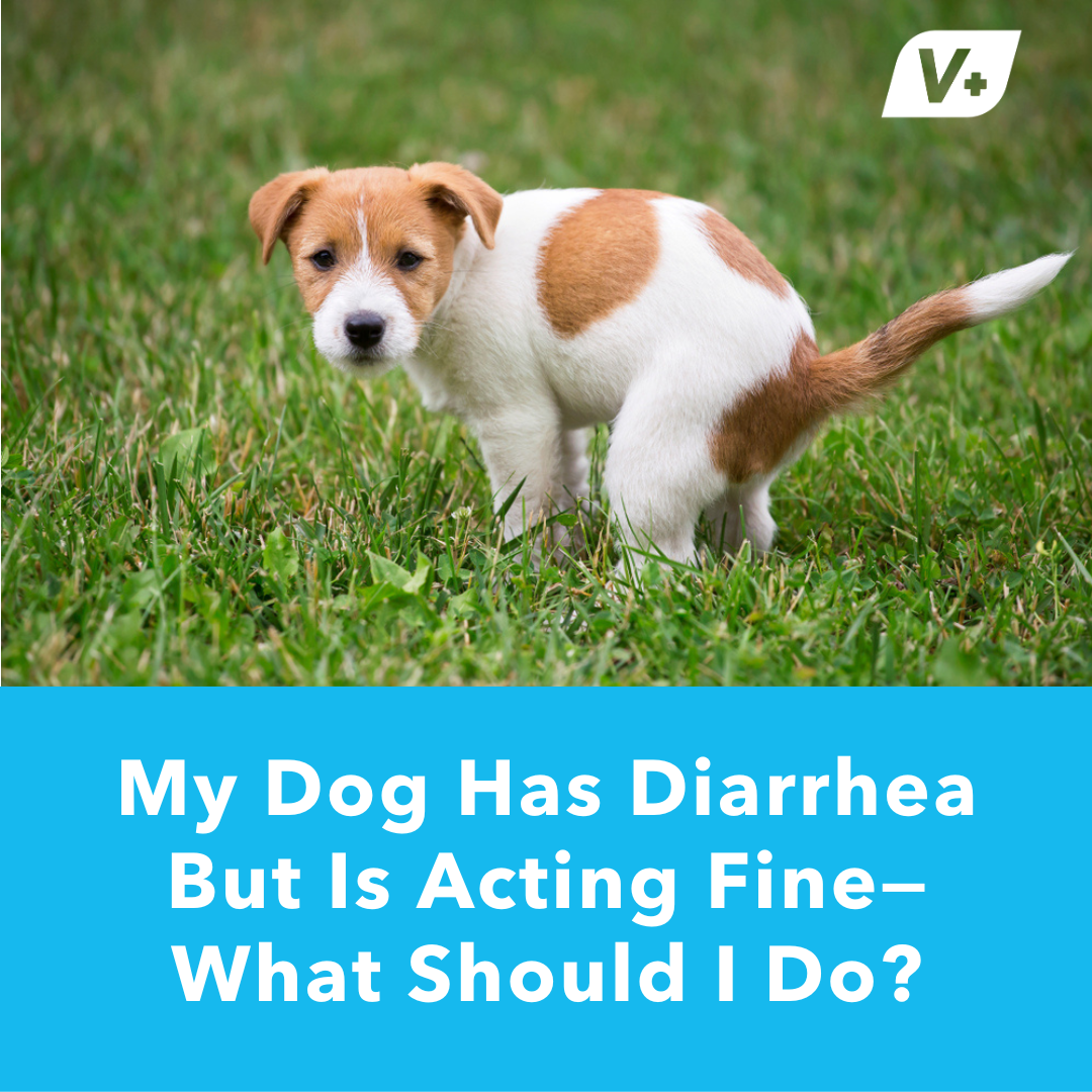 Dog squatting to poop on grass with text "My Dog Has Diarrhea But Is Acting Fine"