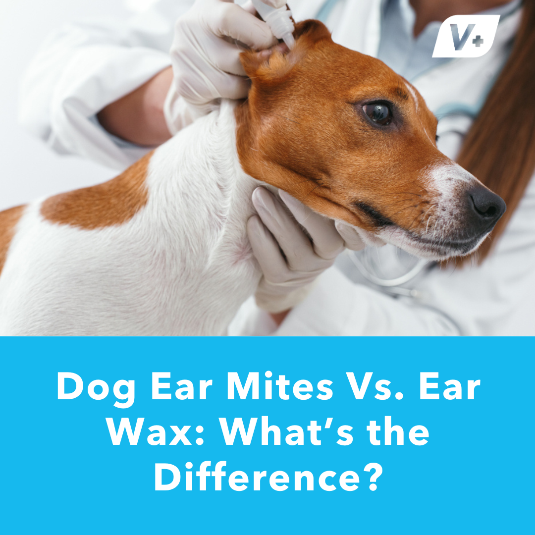 Dog having his ears cleaned and examined by a vet for eat mites or ear wax