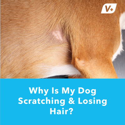 Why Is My Dog Scratching  &amp; Losing Hair? | Vetnique