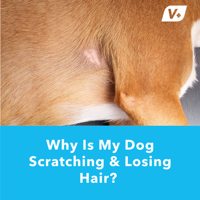 Why Is My Dog Scratching & Losing Hair? | Vetnique