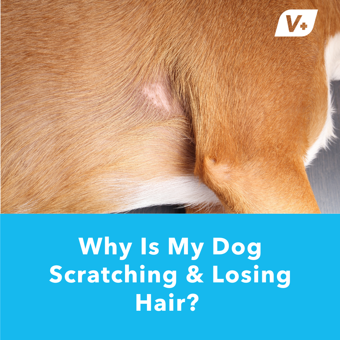 Dog itching and losing fur with a bald spot