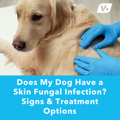 Does My Dog Have a Skin Fungal Infection? Signs &amp; Treatment Options | Vetnique