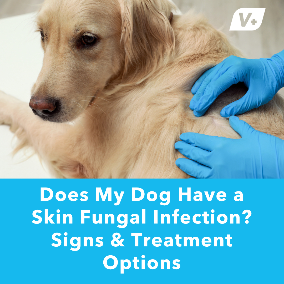 Veterinarian investigating dog skin fungus infection
