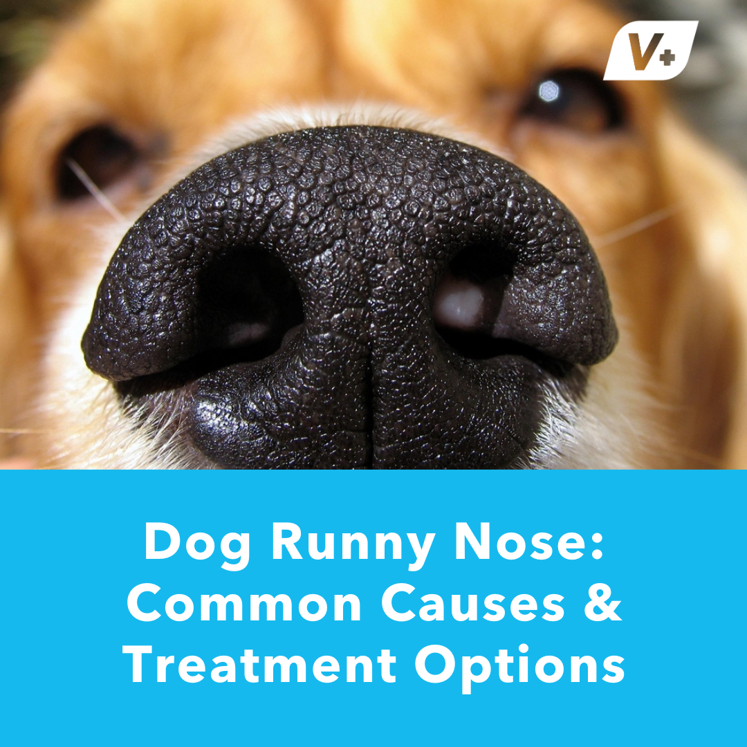 Closeup of dog nose with blog title below featuring "Dog Runny Nose" 